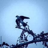 preview cold