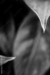 preview bw