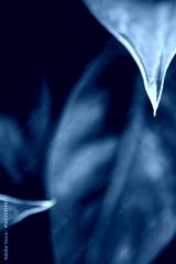 preview cold