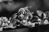 preview bw