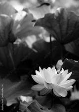 preview bw