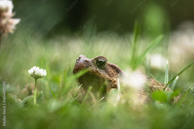 image to crop