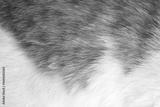 preview bw