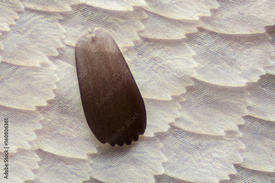 image to crop
