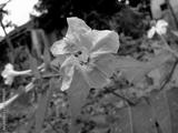 preview bw