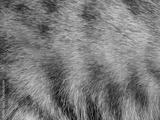 preview bw