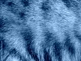 preview cold