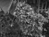 preview bw
