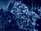 preview cold