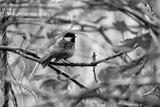 preview bw