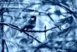 preview cold