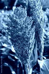 preview cold