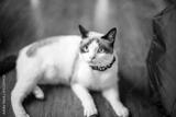 preview bw