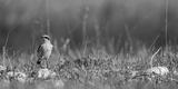 preview bw