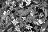 preview bw