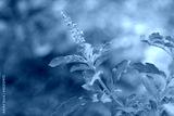 preview cold