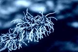 preview cold