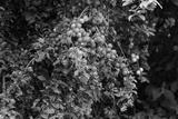 preview bw