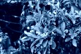 preview cold