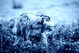 preview cold