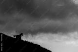 preview bw