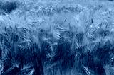 preview cold