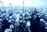 preview cold