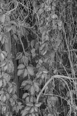 preview bw