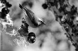 preview bw