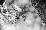 preview bw