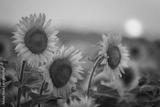 preview bw