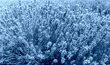 preview cold