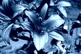 preview cold