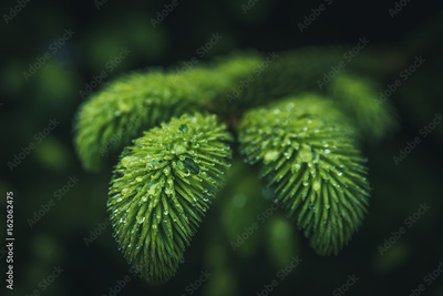 image to crop