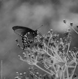 preview bw