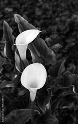 preview bw