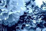 preview cold