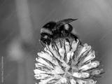preview bw