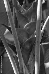 preview bw