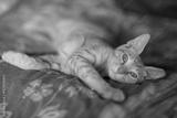 preview bw