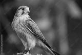 preview bw