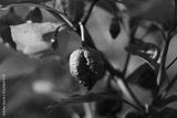 preview bw