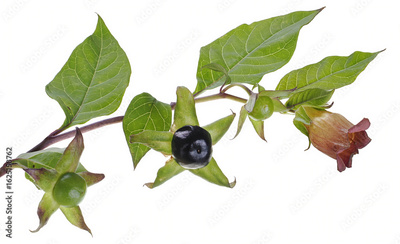 image to crop