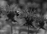 preview bw