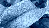 preview cold