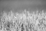 preview bw
