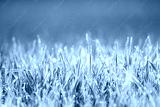 preview cold
