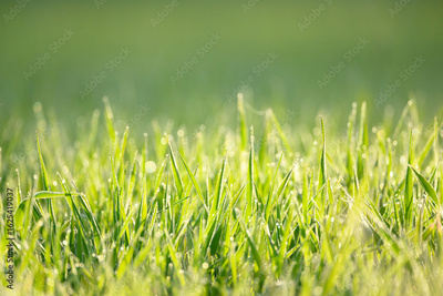 image to crop
