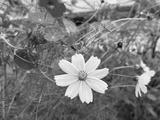 preview bw
