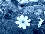 preview cold
